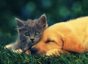 开云体育APP下载-欧洲秩序与原始力量，同一夜晚的德甲匠心与南美北非血性