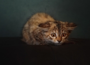 开云-压力双刃剑，死神镰刀与黑暗魔法的胜利之夜