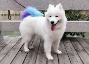 开云体育官网-闪耀与倾覆，利拉德史诗之夜，掘金以钢铁意志终结勇士王朝