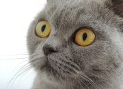 开云体育入口-上海队带走公牛启示录，德甲争冠战背后的体育残酷美学