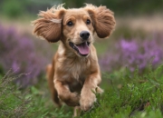 开云体育APP下载-字母哥攻防两端如天神下凡，鹈鹕末节上演团队绞杀带走活塞