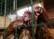 开云体育登录-跨越半球的火焰，内马尔引爆赛场，哥伦比亚强势击碎澳大利亚梦想