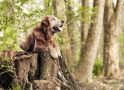 开云官网-刀锋上的独舞与齿轮间的绞杀，当欧文的极致艺术遭遇猛龙的冰冷铁律