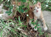 开云体育-汉堡球场，当拉文引擎启动，攻防转换撕裂世界杯之夜