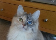 开云-一剑封喉后的沉默，英格拉姆如何在牛马大战中完成自我救赎