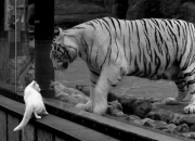 开云sport-蓝色之心，戈麦斯枢纽觉醒，塞内加尔双星助切尔西夺下冠军之钥