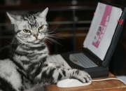 开云体育APP下载-悬念终结者与硬仗之王，当阿尔及利亚的钢铁洪流遇上马丁内利的孤胆英雄