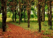 开云体育APP下载-弯道与压哨，F1冠军之夜与塔图姆的超车时刻