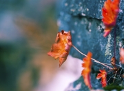 开云平台-当紫金王朝遭遇北境之王，西亚卡姆与快船的宿命之战