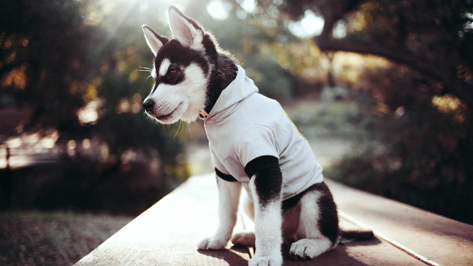 欧洲秩序与原始力量,同一夜晚的德甲匠心与南美北非血性