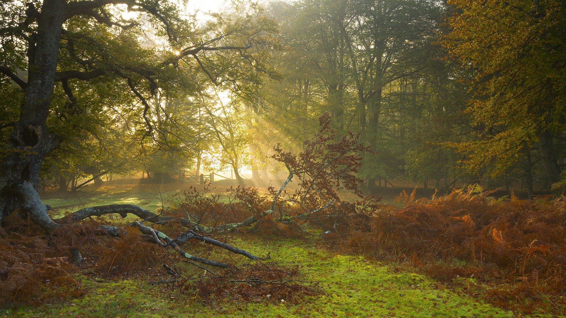 拜仁技术流淘汰尼日利亚黑马，马丁内利压制级表现定义新王当立