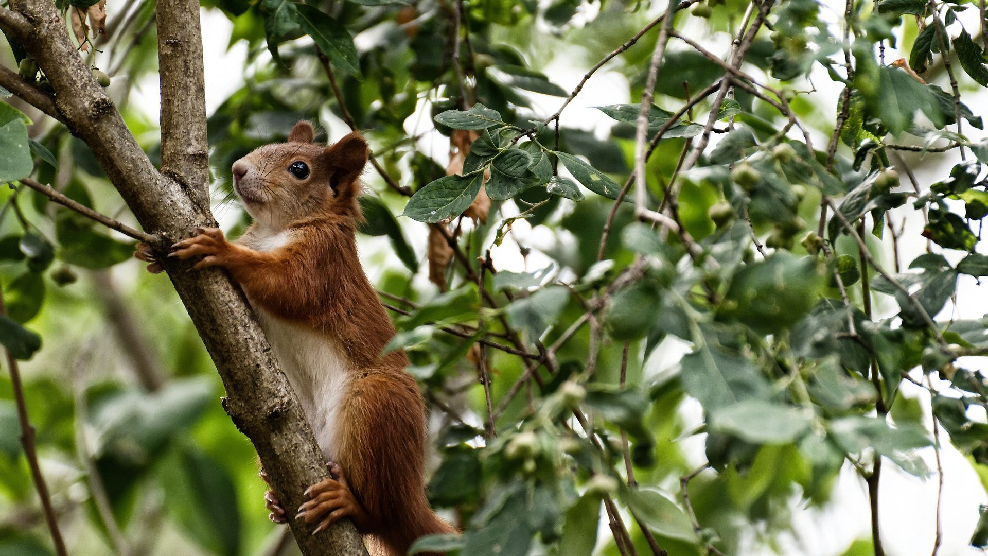 美式洪流与文艺复兴的诗篇，当佛罗伦萨的琴弦拨动罗德里戈的纪录之夜