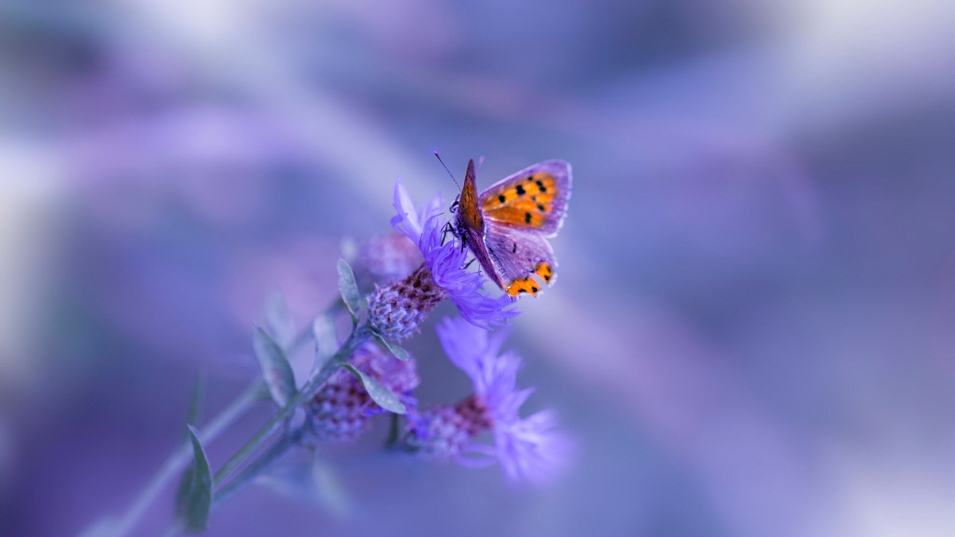 北境新王诞生，总决赛史上首次非美球队夺冠背后的经典战术博弈