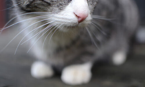 中国选手的舞台压制力，当马克西式传奇映照北京队的铁血叙事