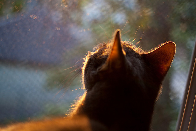 东决关键战之夜，杰伦·格林一锤定音