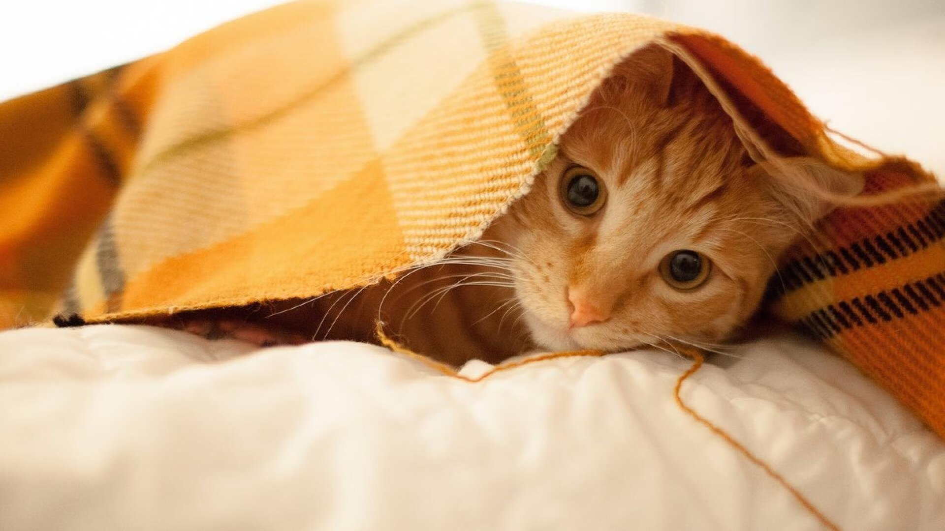 双重震撼,西亚卡姆破纪录之夜,掘金逆转太阳铸就经典