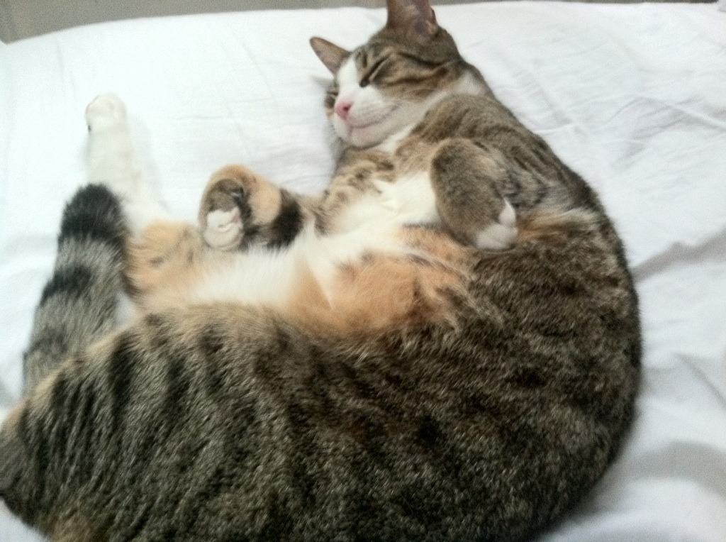 铁血方程式，当山西煤城硬汉撞上F1极速拉文