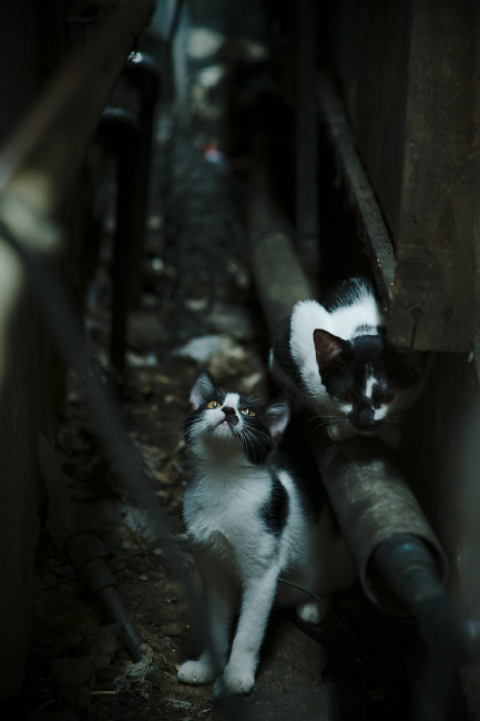 宿命的轰鸣，2026世界杯预演？杜兰特在雷霆狂胜夜暗示的统治轨迹