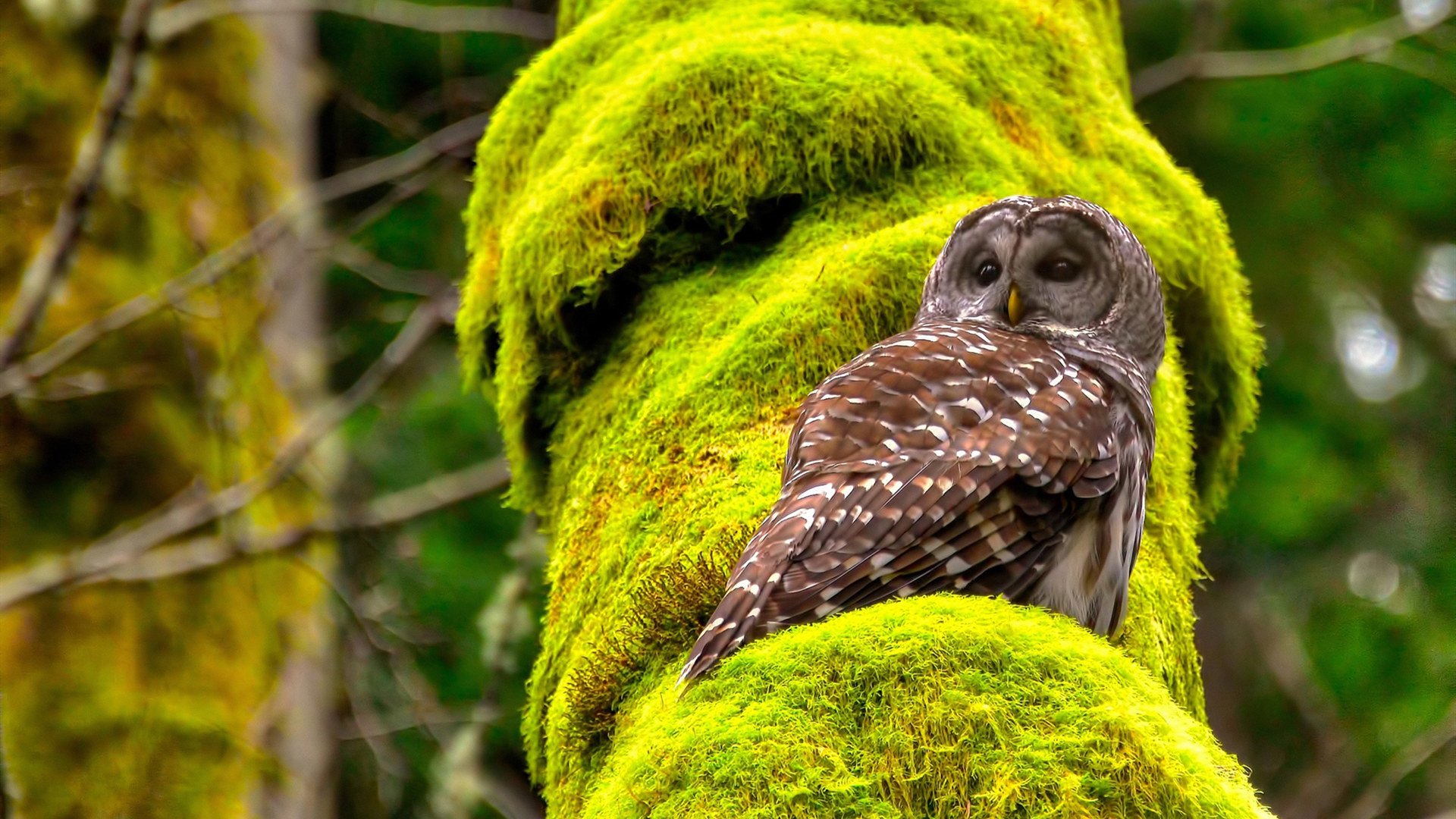 双线奇迹，萨拉赫拉开差距，奥地利打破意式神话