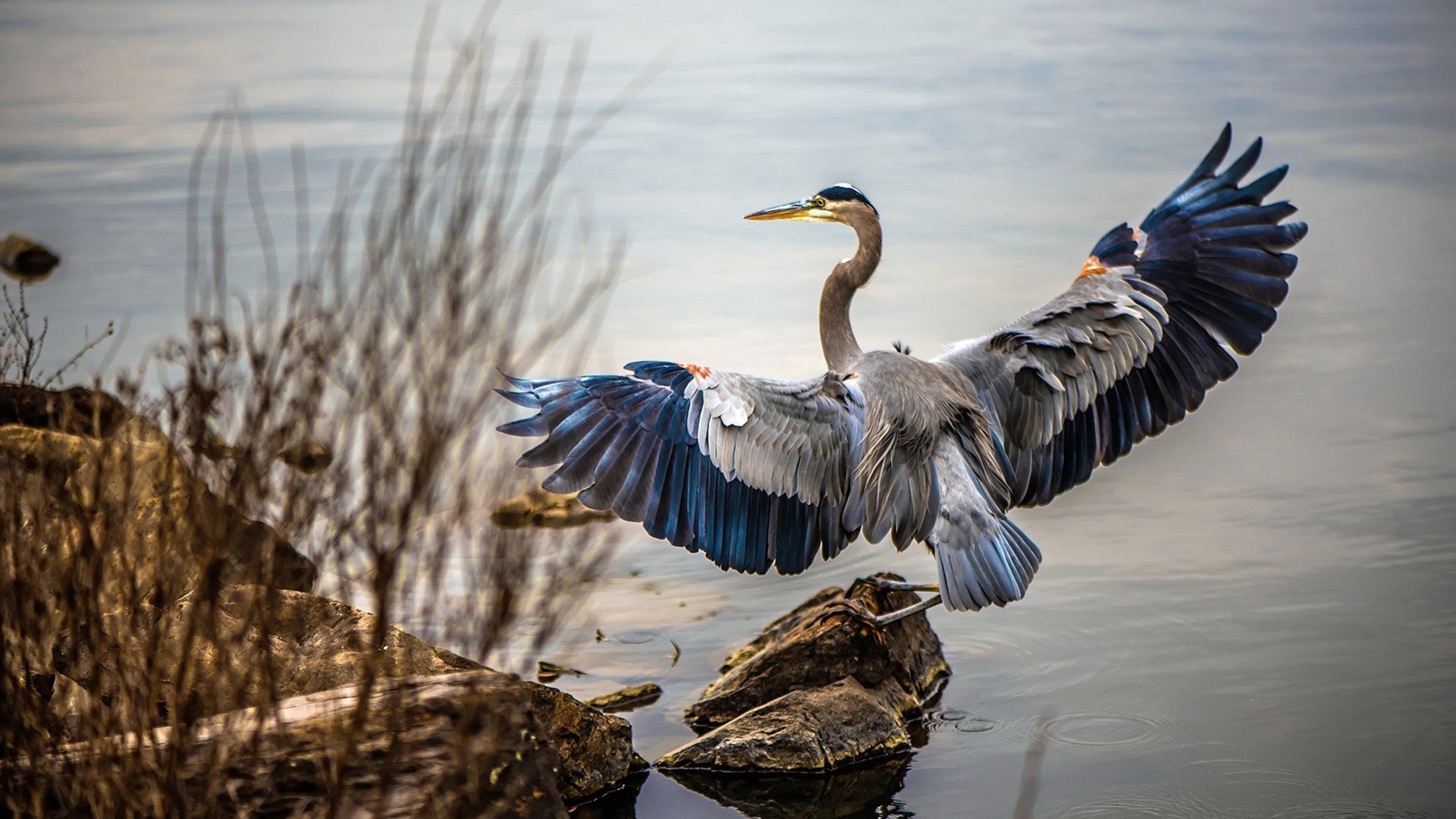 欧冠双线,巴黎闪电战击溃奥地利豪门,哈弗茨满分表演引全网热议