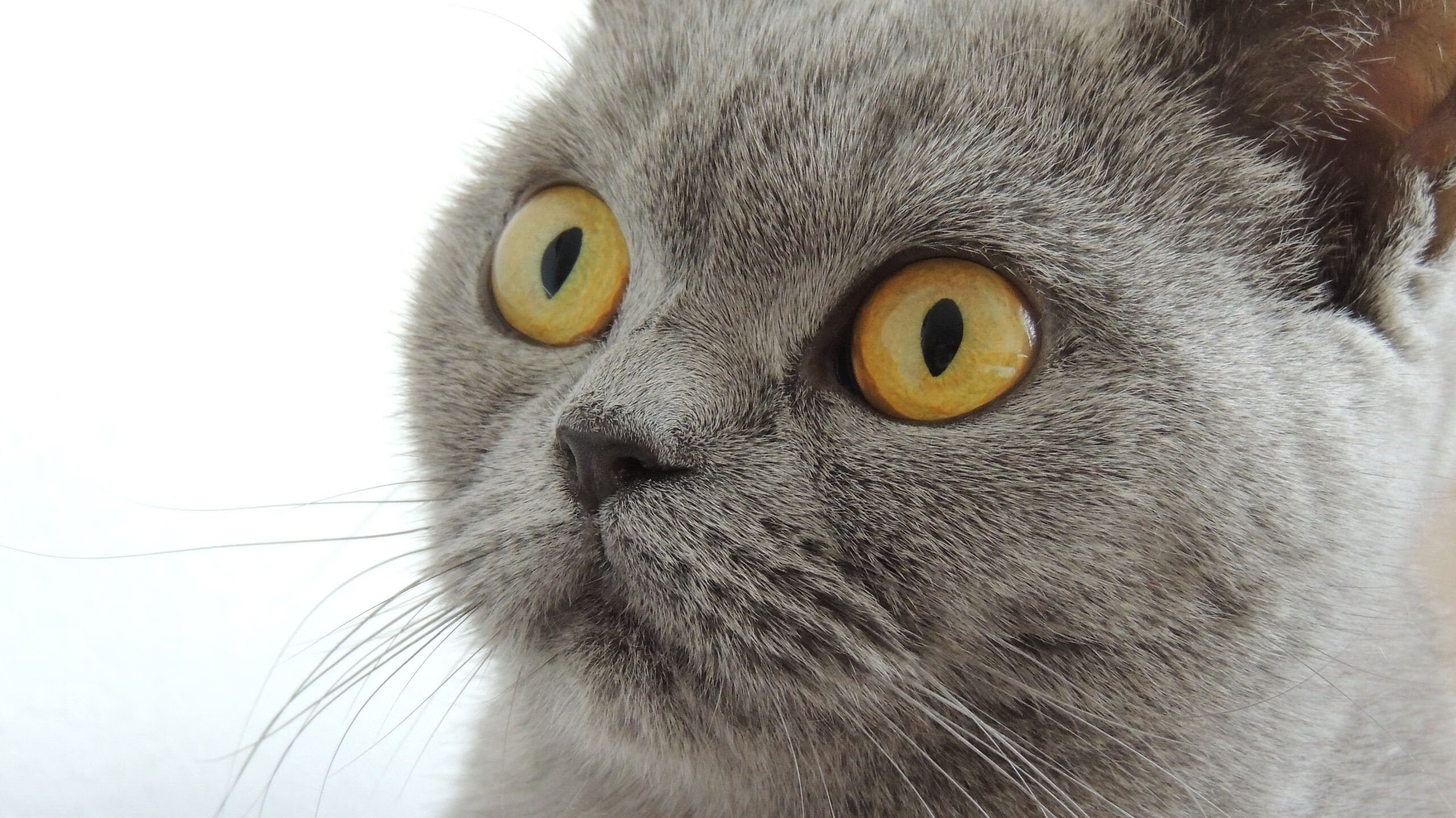 上海队带走公牛启示录,德甲争冠战背后的体育残酷美学