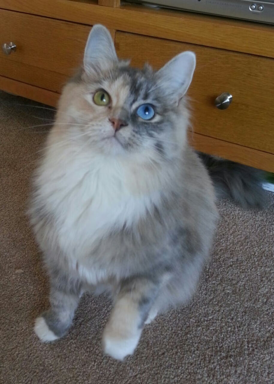 铁壁与利刃,澳大利亚窒息式高压下,凯塞多绝境亮剑