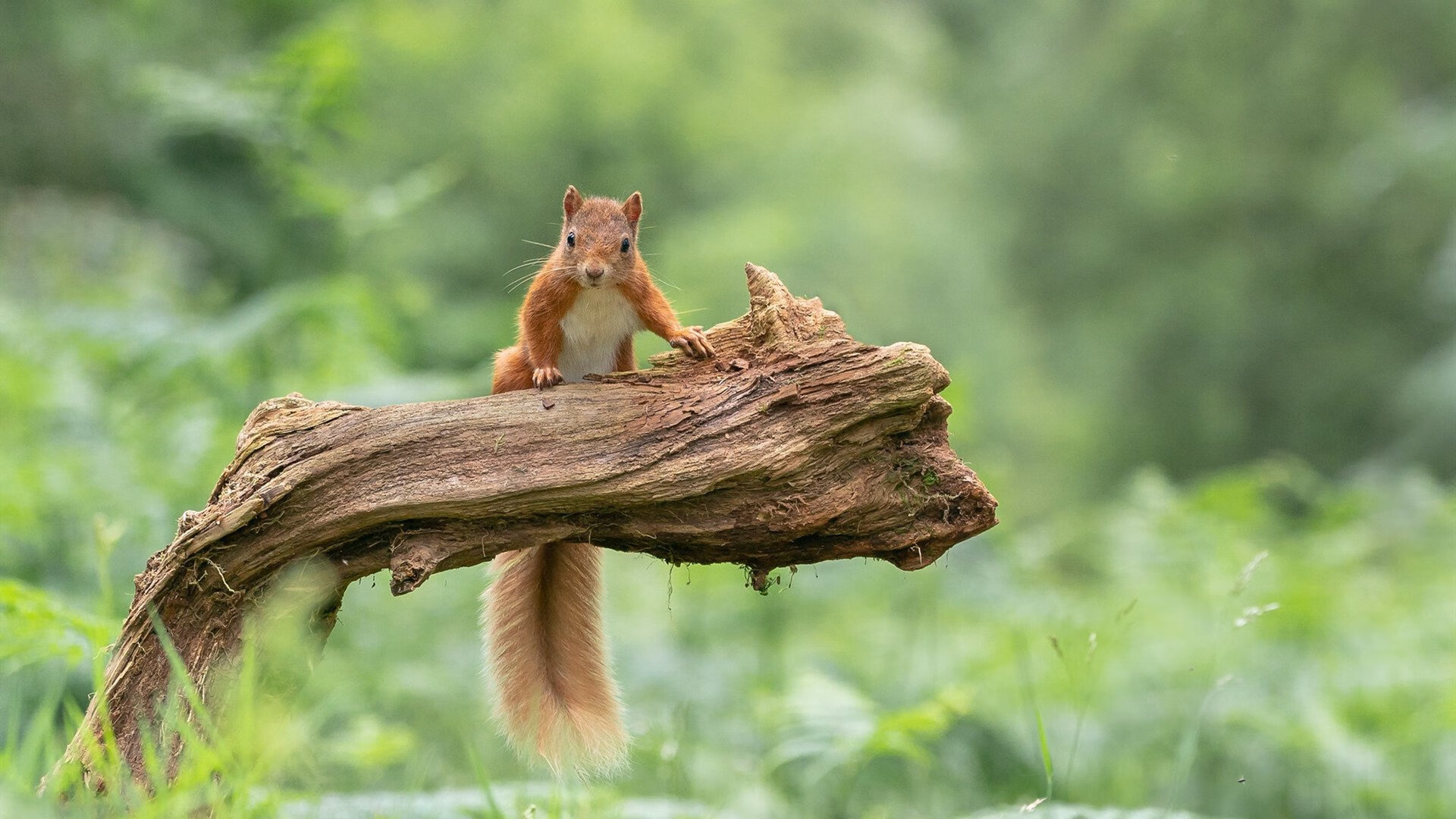 锋线谜题，当拉梅洛的锁链套上鹈鹕的翅膀