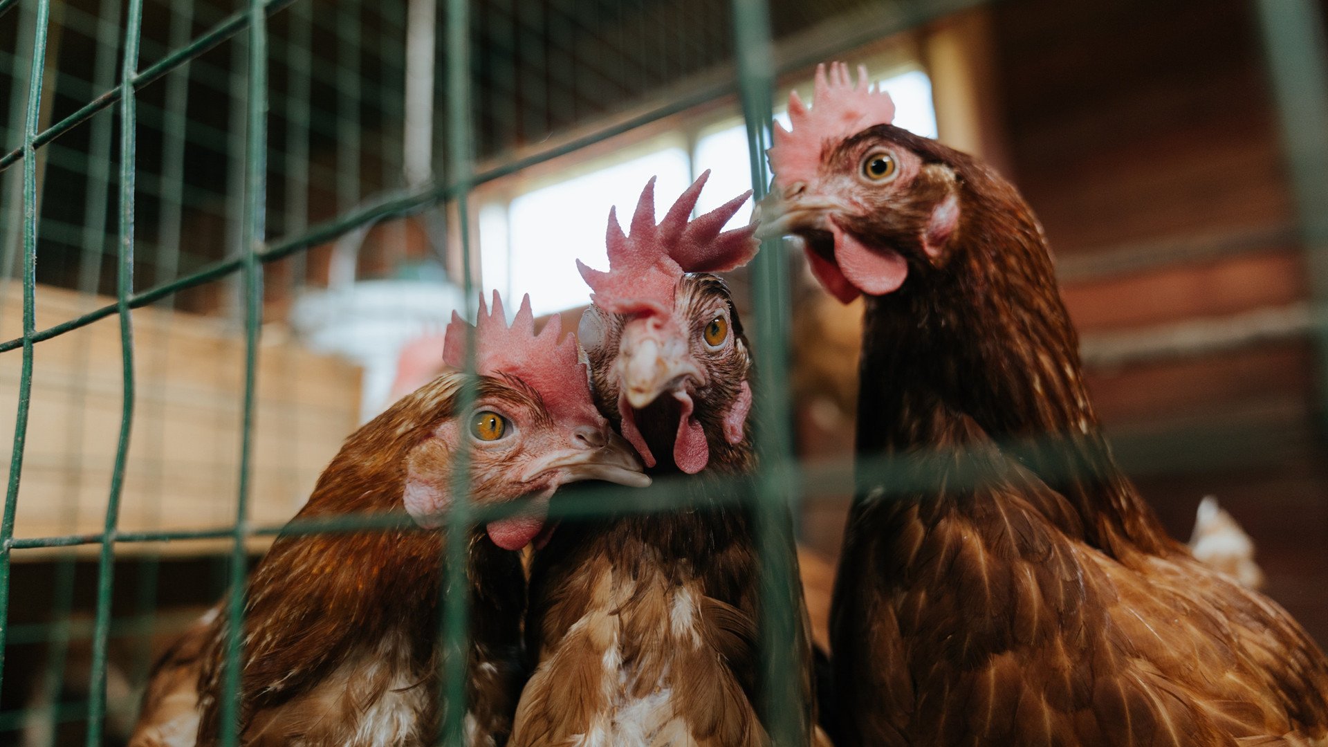 跨越半球的火焰，内马尔引爆赛场，哥伦比亚强势击碎澳大利亚梦想