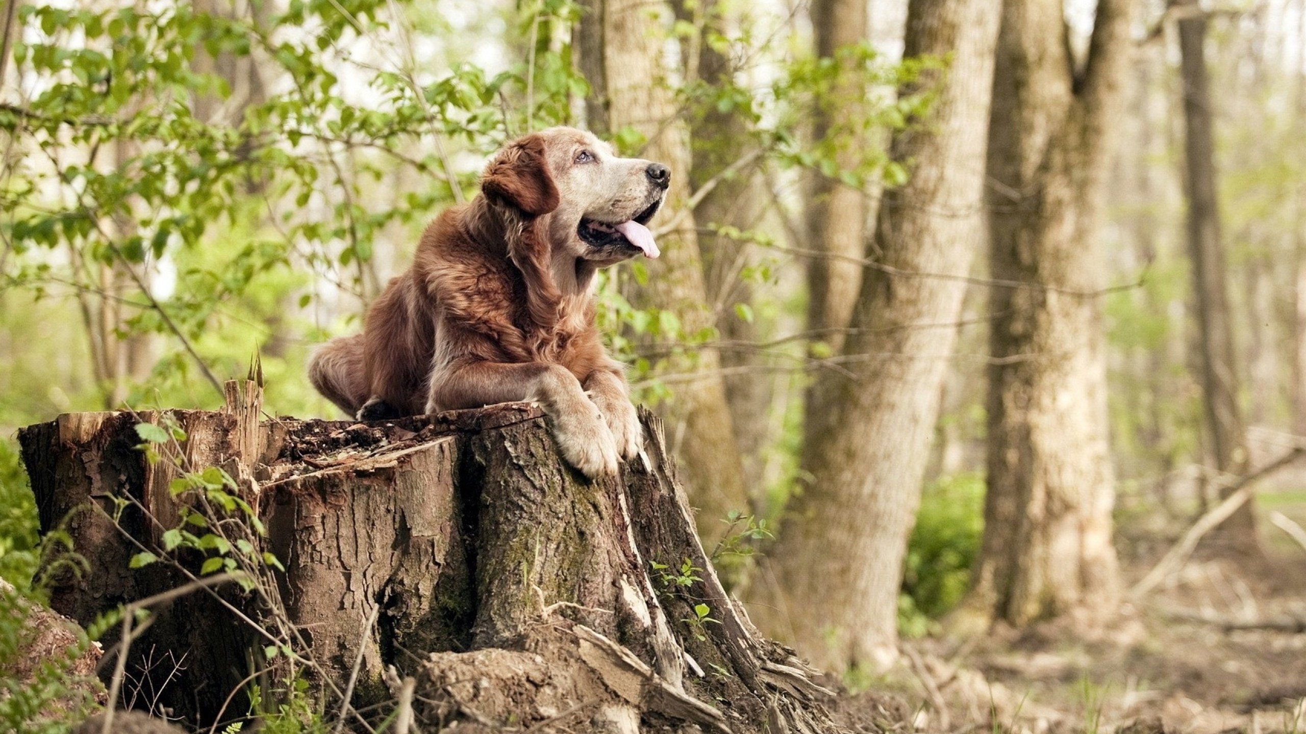 刀锋上的独舞与齿轮间的绞杀,当欧文的极致艺术遭遇猛龙的冰冷铁律