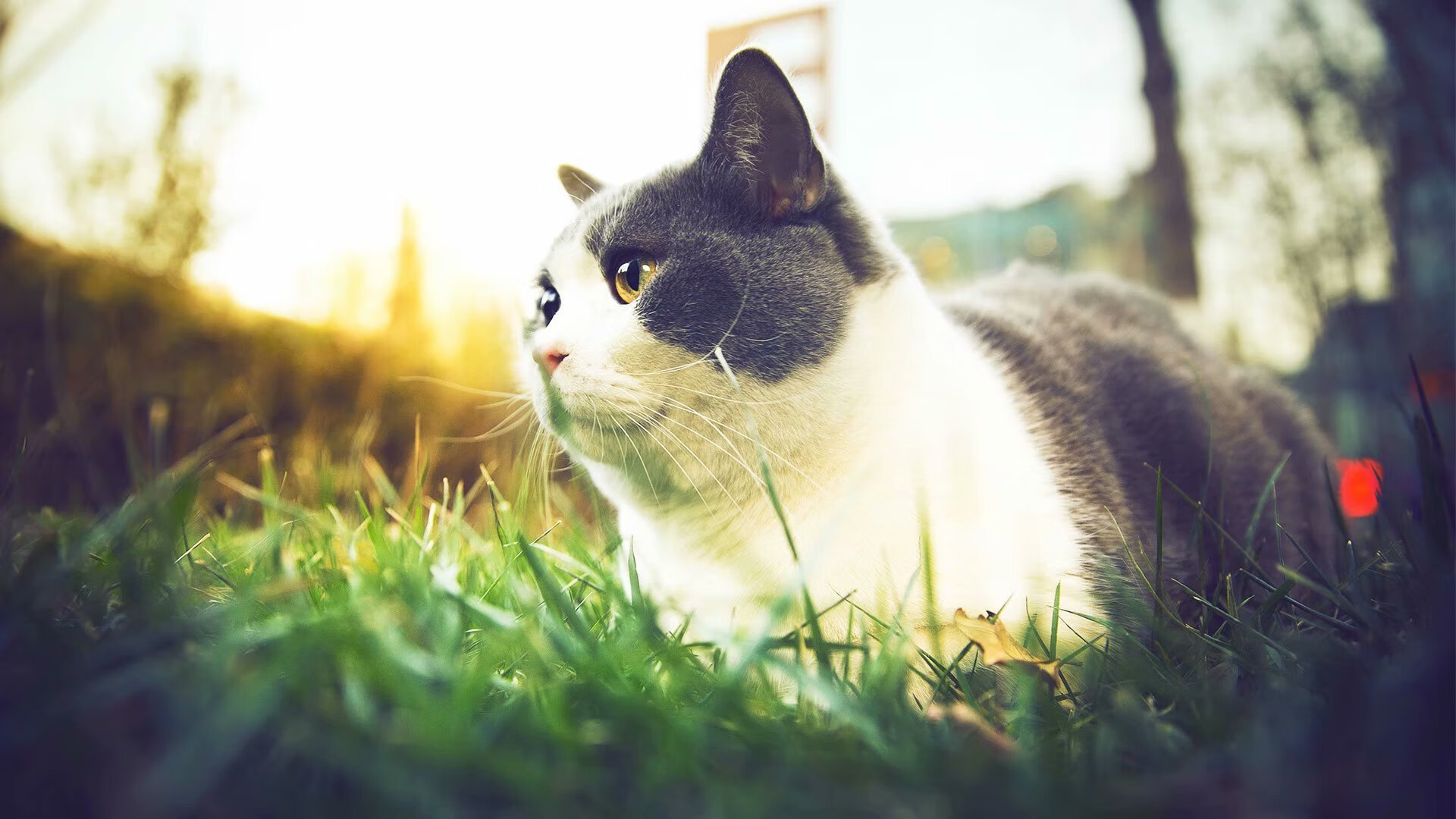 幽灵与红龙，当阿圭罗统治全场，威尔士如何吞噬几内亚