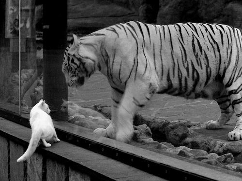 浙江之光燃动东方,死神之镰收割胜利—杜兰特关键先生本色助浙江队强势晋级