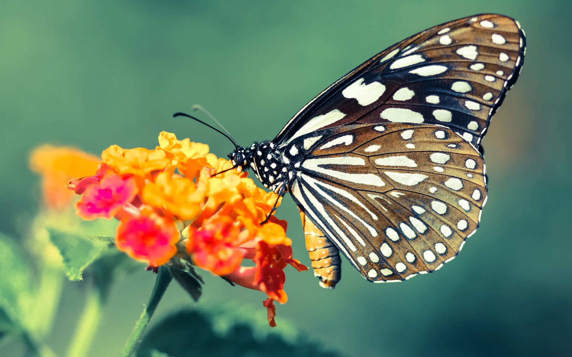 NBA双星闪耀，莫兰特绝杀定乾坤，马刺逆转奇才显韧性