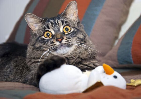 美洲虎啸困雷恩，F1街道赛焦点战，悬念为何提前熄火？