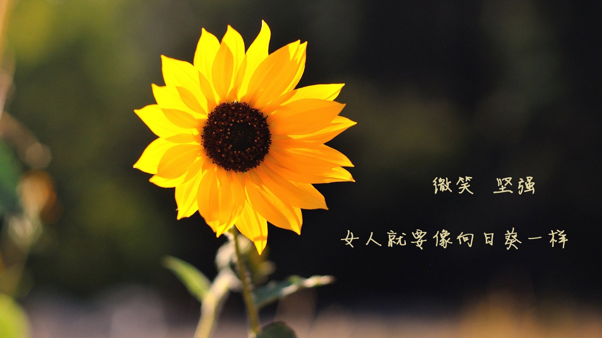 蓝衣武士的闪电战,2026世界杯B组,日本用攻守转换的韵律击溃阿联酋,吉鲁成最亮眼旁观者