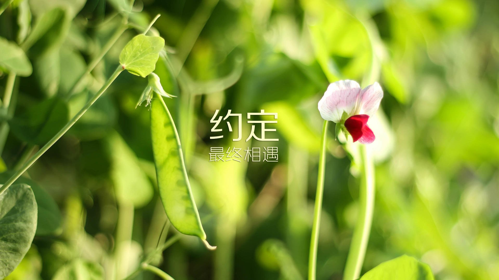 2026世界杯四分之一关键战,印度完胜葡萄牙,三笘薰带队书写亚洲新传奇